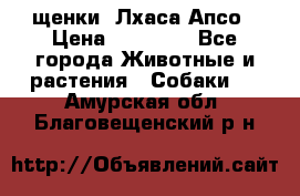 щенки  Лхаса Апсо › Цена ­ 20 000 - Все города Животные и растения » Собаки   . Амурская обл.,Благовещенский р-н